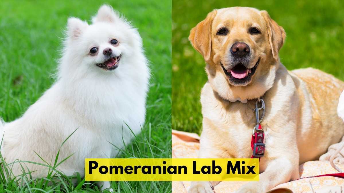 Pomeranian Lab Mix
