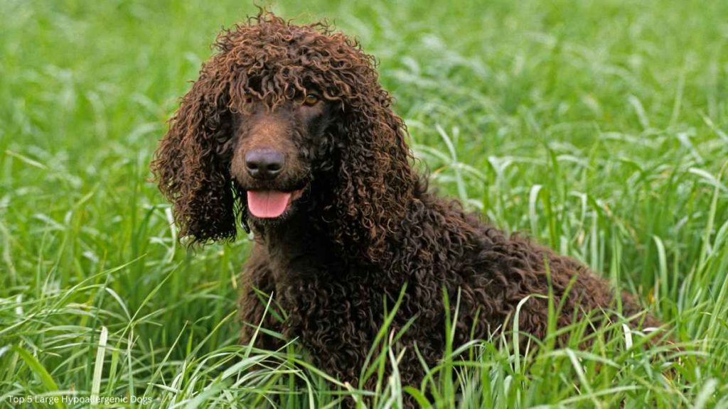 Large Hypoallergenic Dogs