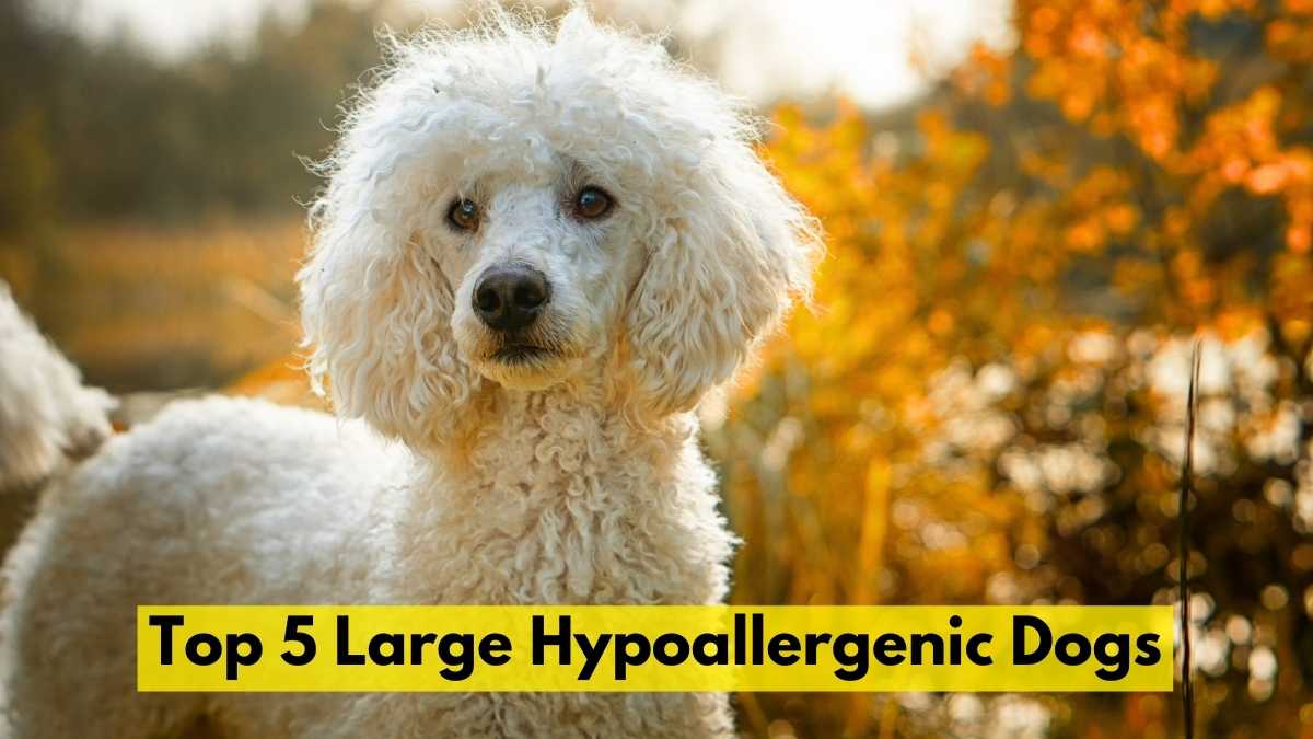 Top 5 Large Hypoallergenic Dogs