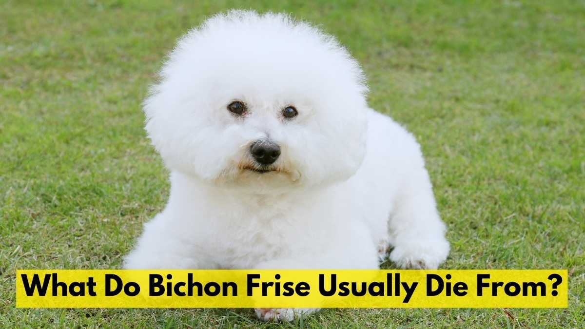 What Do Bichon Frise Usually Die From
