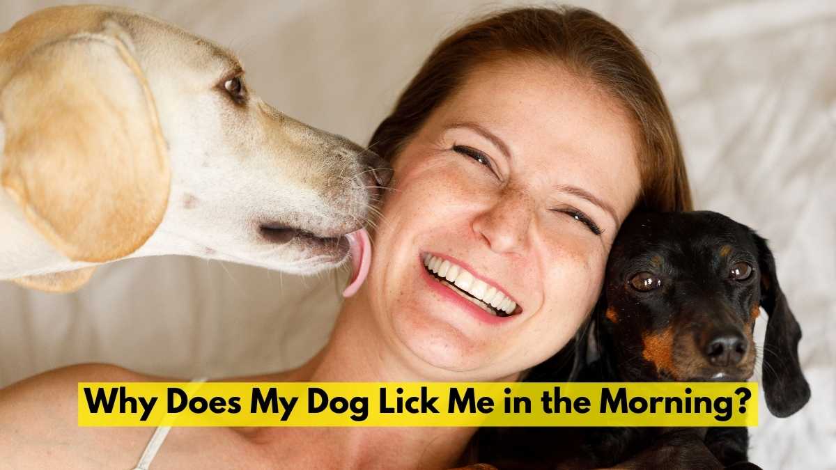 Why Does My Dog Lick Me in the Morning
