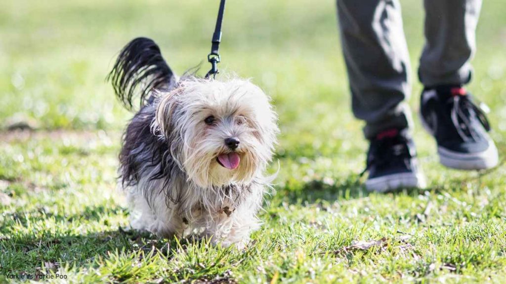 Yorkie Vs Yorkie Poo