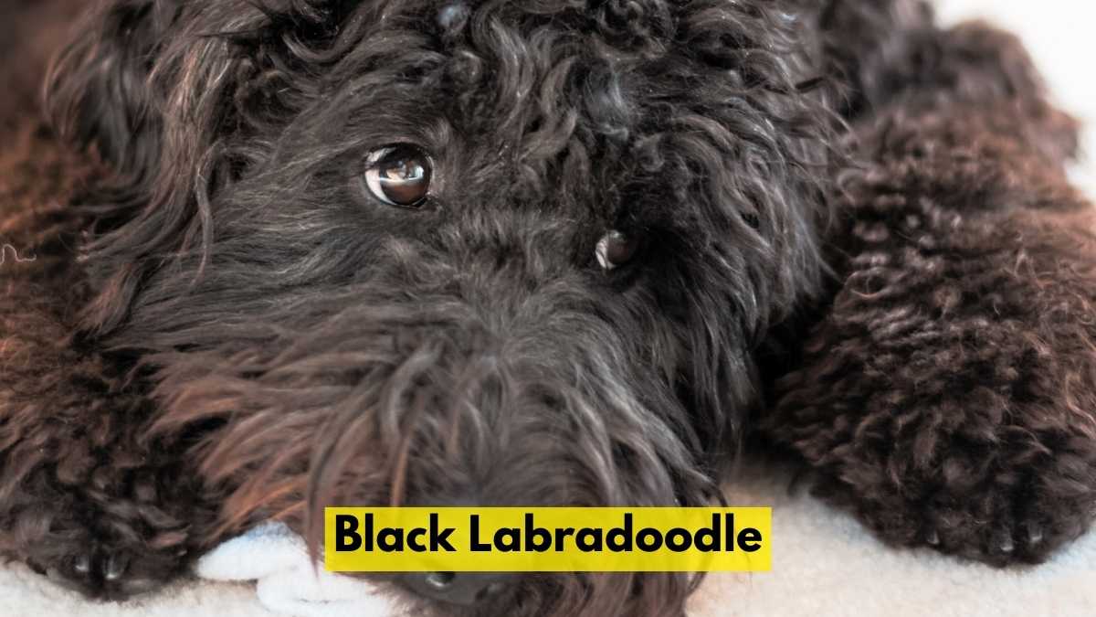 Black Labradoodle