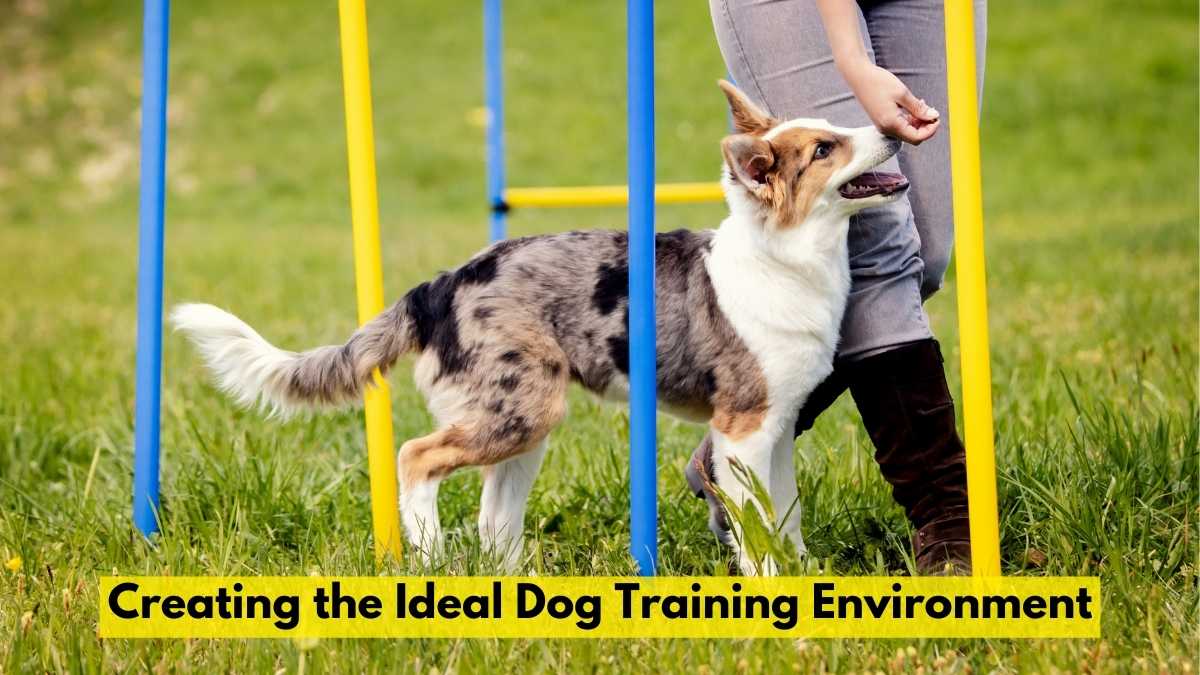 Dog Training Environment