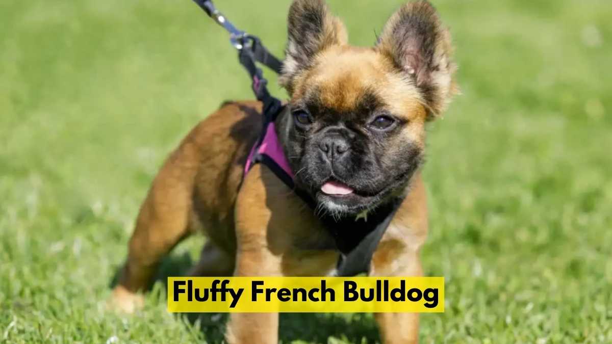 Fluffy French Bulldog