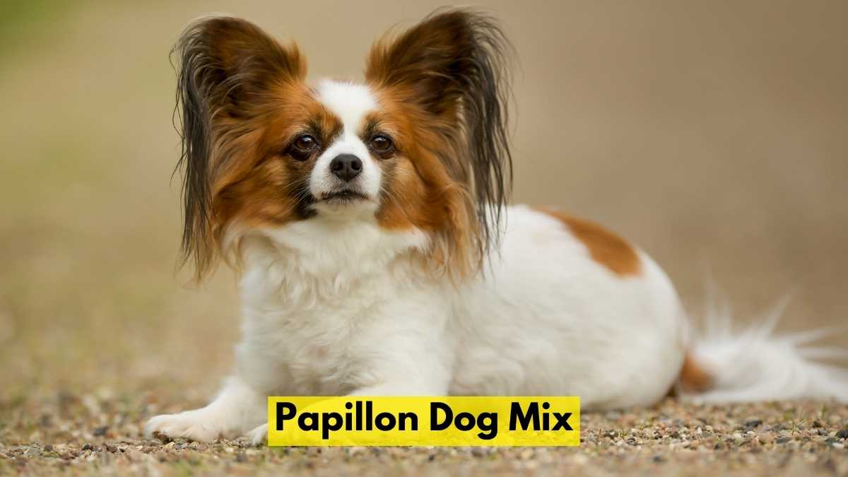 Papillon Dog Mix
