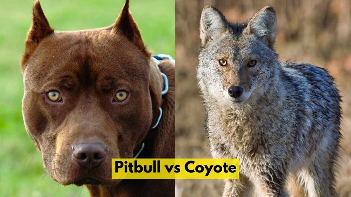 Pitbull vs Coyote