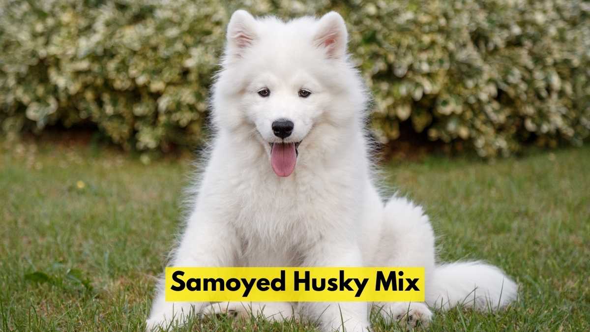 Samoyed Husky Mix