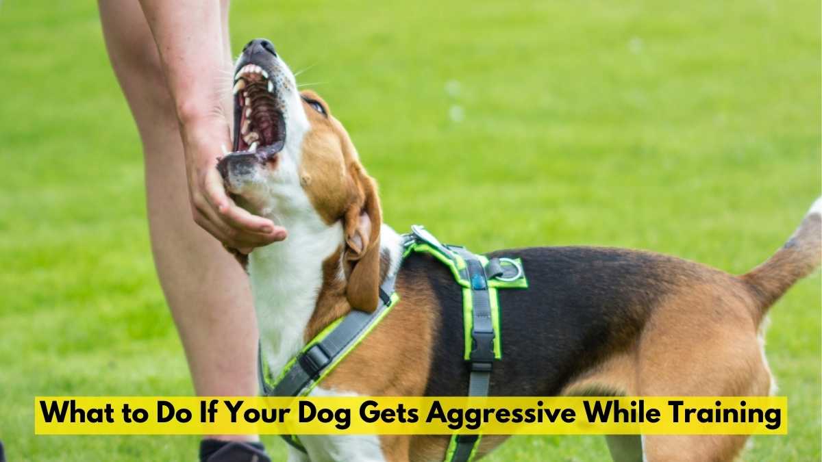 What to Do If Your Dog Gets Aggressive While Training