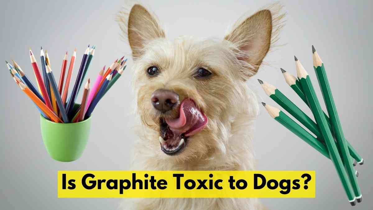 Is Graphite Toxic to Dogs