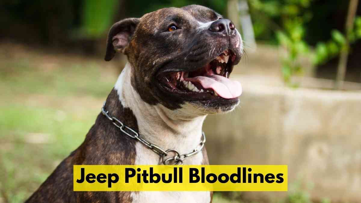 Jeep Pitbull Bloodline
