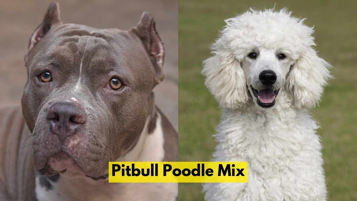 Pitbull Poodle Mix