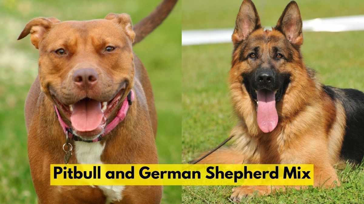 Pitbull and German Shepherd Mix