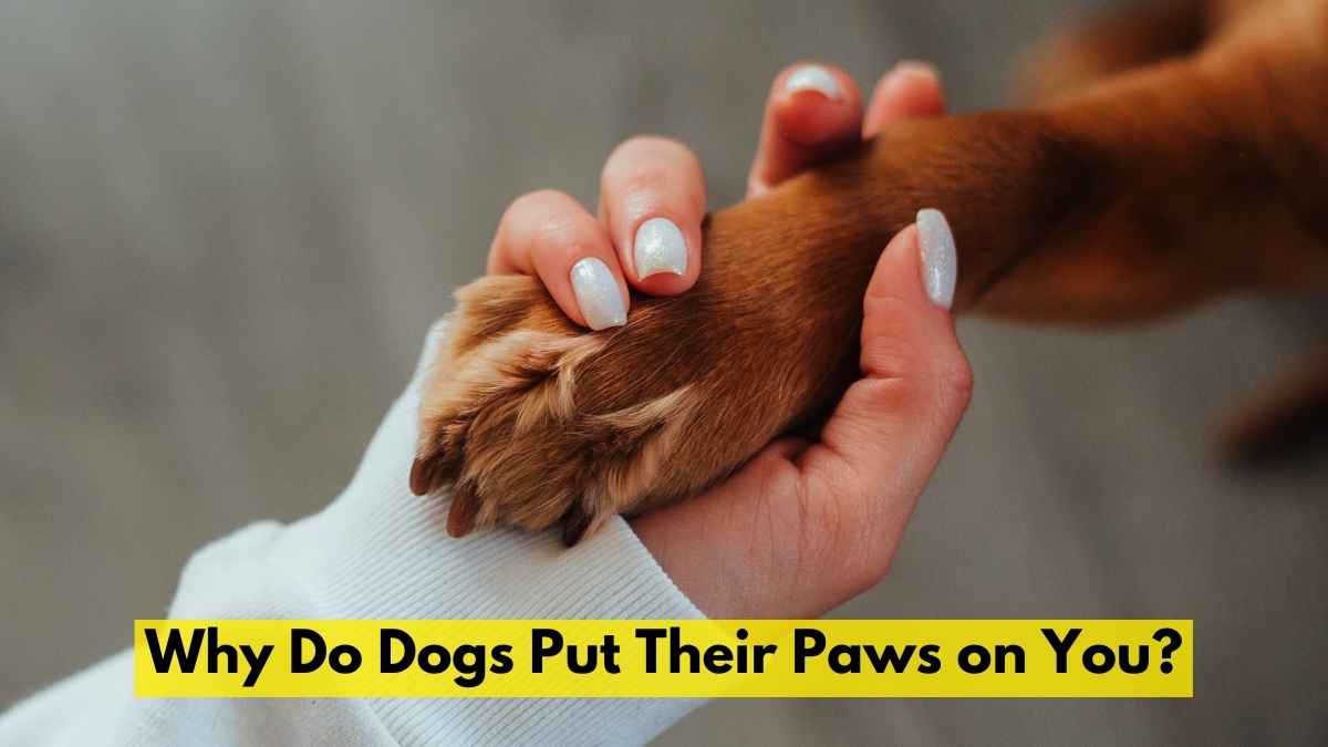 Why Do Dogs Put Their Paws on You