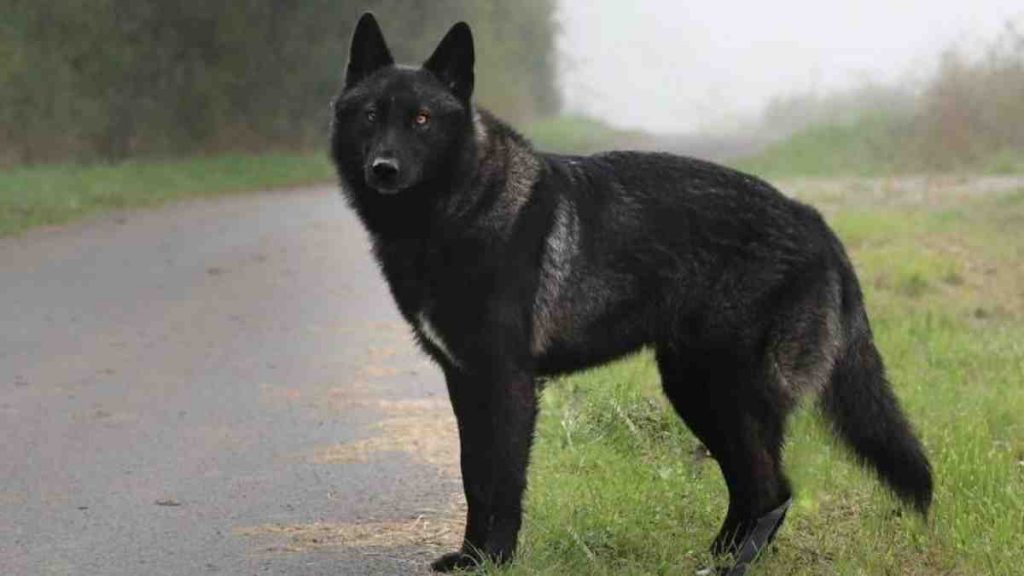 Black Wolf Dog