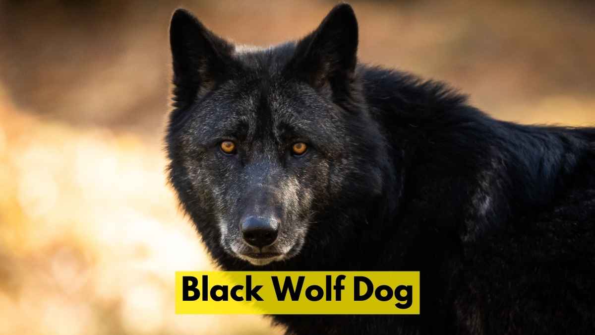 Black Wolf Dog
