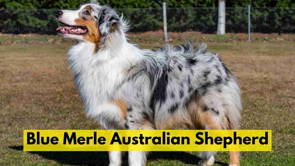 Blue Merle Australian Shepherd