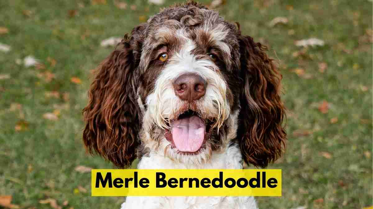 Merle Bernedoodle