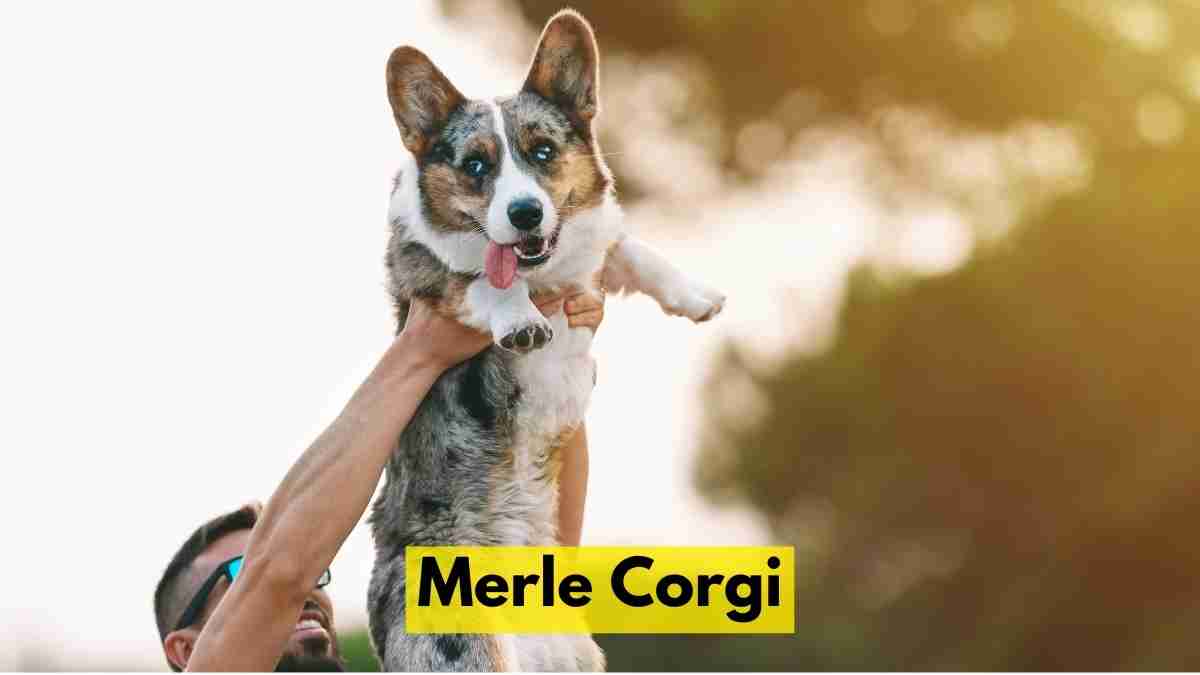 Merle Corgi