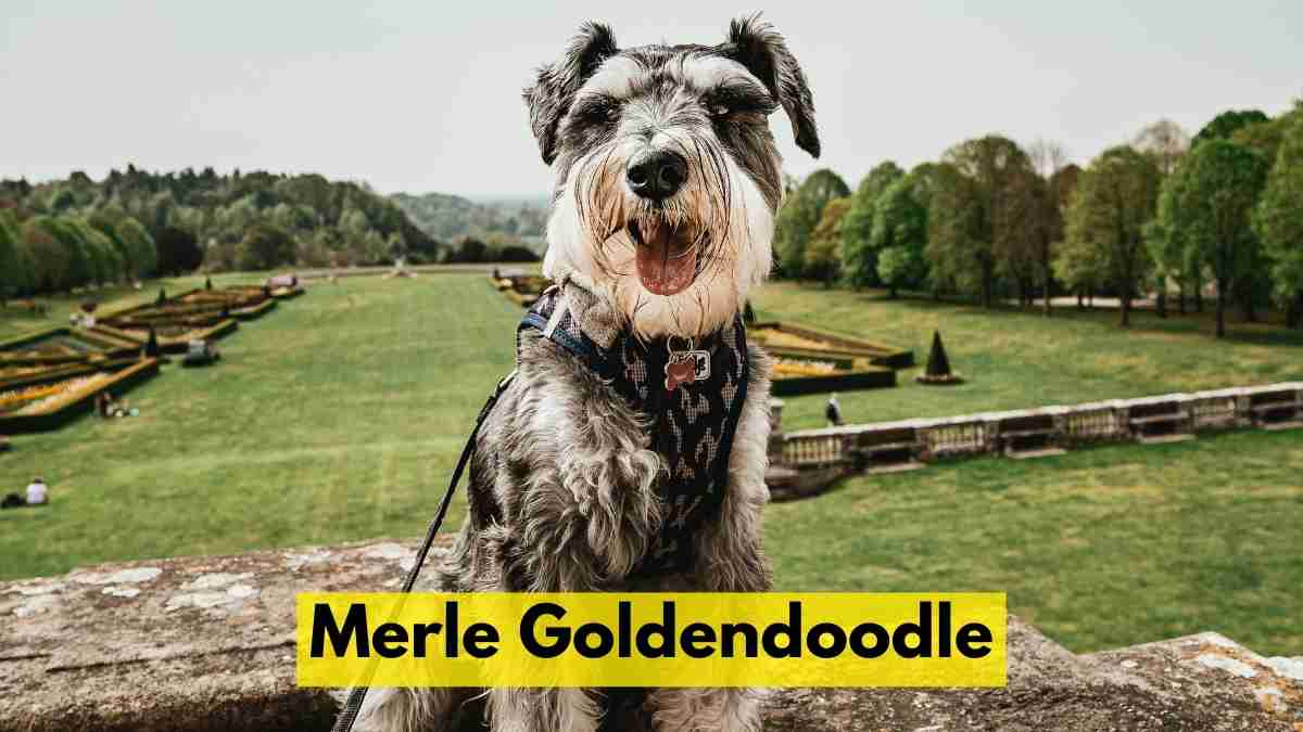 Merle Goldendoodle