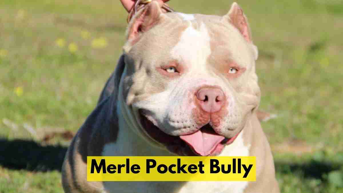 Merle Pocket Bully