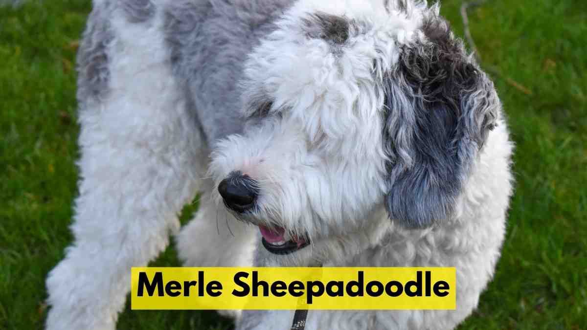 Merle Sheepadoodle