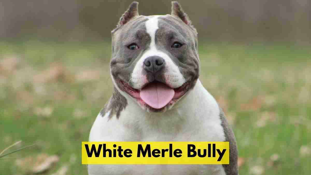 White Merle Bully