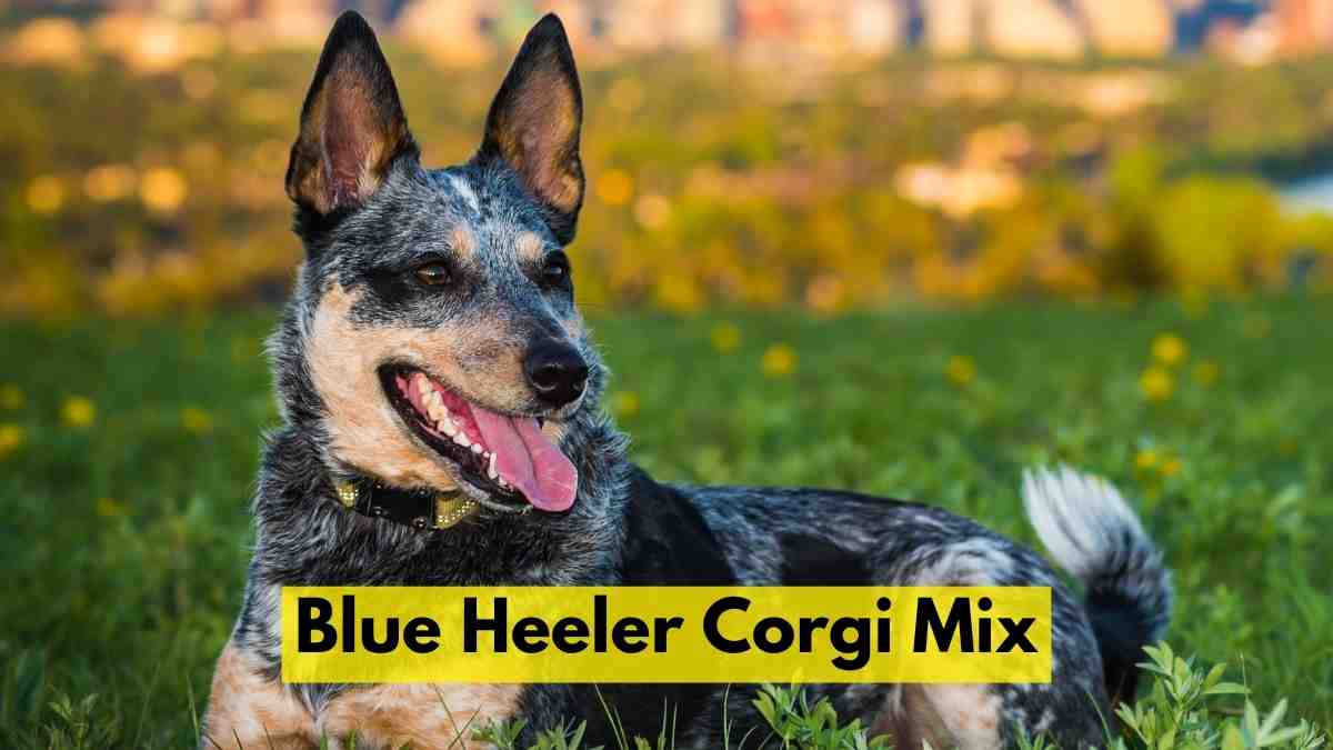 Blue Heeler Corgi Mix