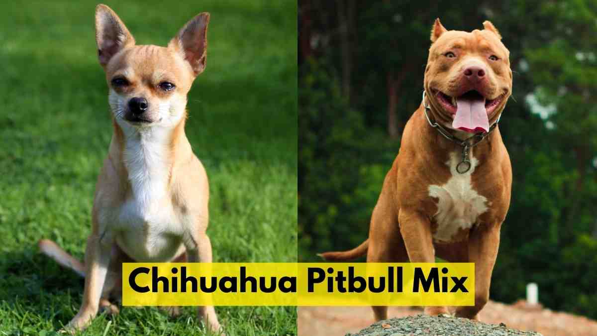 Chihuahua Pitbull Mix