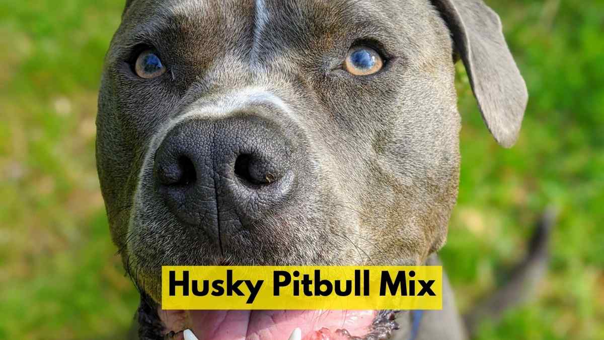Husky Pitbull Mix