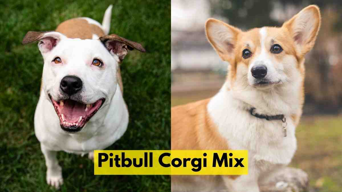 Pitbull Corgi Mix