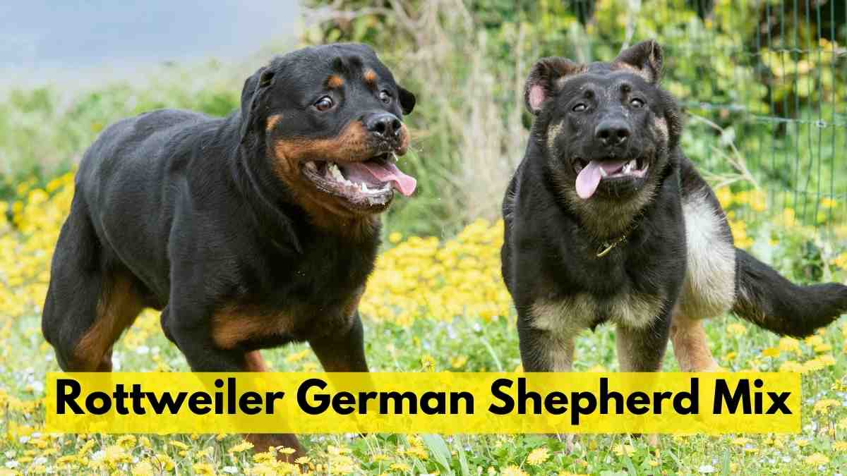 Rottweiler German Shepherd Mix